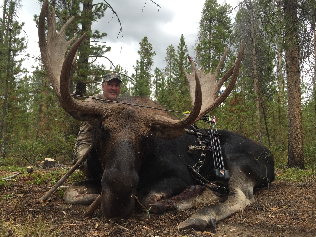 Colorado Shiras Moose Hunting Outfitters Guided Moose Hunts Colorado